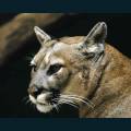 wildlife-74.jpg