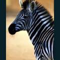 wildlife-76.jpg