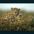 wildlife-77.jpg