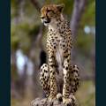 wildlife-78.jpg
