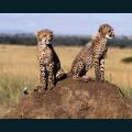 wildlife-79.jpg