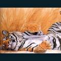 wildlife-80.jpg