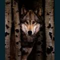 wolf-3-3.jpg