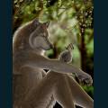 wolf-3-4.jpg