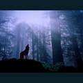wolf-3-5.jpg