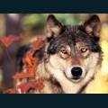 wolves-14.jpg