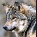 wolves-22.jpg