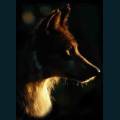 wolves-24.jpg
