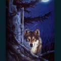 wolves-25.jpg