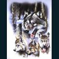 wolves-30.jpg