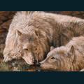 wolves-34.jpg