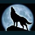 wolves-4.jpg