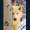 wolves-40.jpg