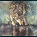 wolves-41.jpg