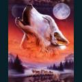 wolves-44.jpg