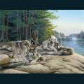 wolves-46.jpg