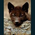 wolves-50.jpg
