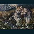 wolves-62.jpg