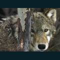 wolves-8.jpg