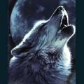 wolves-83.jpg