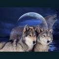 wolves-85.jpg