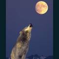 wolves-88.jpg