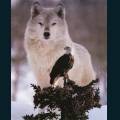 wolves-93.jpg
