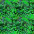 splashy-trees.jpg