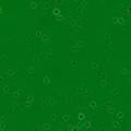 grn-bk-042.jpg