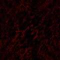 31-0484red-back36.jpg
