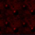 7-0484red-back13.jpg