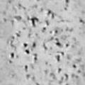 texture166.jpg