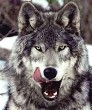 wolves-5.jpg (27151 bytes)