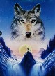 wolves-6.jpg (22016 bytes)