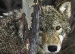 wolves-8.jpg (66944 bytes)