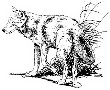 wolves-16.jpg (42329 bytes)