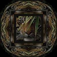 Hiding-Tiger-Fun-Lover.jpg