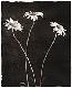 daisies2t.jpg