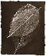 leaves1t.jpg