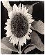 sunflower1t.jpg