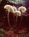 mushroomsT.jpg