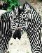 zebras2t.jpg