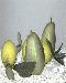 pears1t.jpg