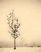 tree3t.jpg