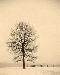 tree4t.jpg