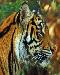 tiger2t.jpg