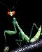 mantis1t.jpg
