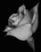 bwrose1t.jpg