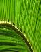 frond1t.jpg