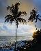 palms1t.jpg